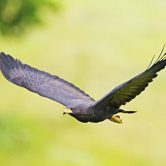 Meet your Posher, Marcel - Picture 1 of 1